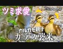 カルガモ親子0505R②【カラスに驚く雛鳥かわいい】猛禽類タカ科ツミの求愛給餌（捕食なし）。赤ちゃんカモの駄々っ子お昼寝、ご近所付き合い【野鳥観察】　#カルガモ親子　#猛禽類　#身近な生き物語