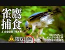 猛禽類の捕食0505R③閲覧注意【鳥が食べられる】タカ科ツミの鳴き声。オナガの地鳴きと警戒、さえずり？コサギが婚姻色でピンク。カルガモ親子と雛鳥VSカラスの後　#身近な生き物語　#ツミ　#オナガ