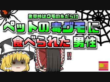 【2007年】ペットの毒蜘蛛に噛まれ食べられてしまった男性 発見時には蜘蛛の巣に包まれ…【ゆっくり解説】