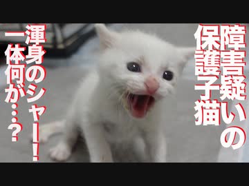 障害疑いの子猫、渾身のシャー！を繰り出す