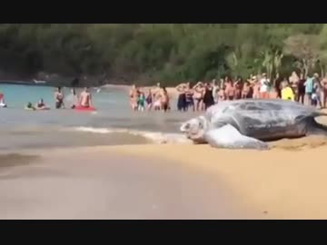 ホモと学ぶ　世界最大のウミガメ