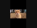 ぼっちなおっさんVSぼっちな茶トラ猫・・・#Shorts【野良猫】【感動猫】