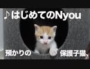 緊急預かり保護子猫、はじめてのNyou