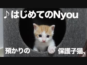 緊急預かり保護子猫、はじめてのNyou