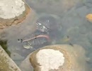 ホモと見る蛇を捕食する亀