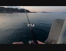 冬ってイカ釣れるのか？