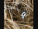 鳥の止まる枝が折れた瞬間