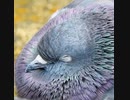 逃げないはぐれメタル