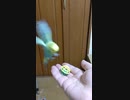 即オチ２コマ(セキセイインコ)