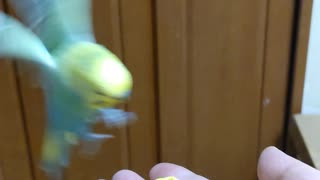 即オチ２コマ(セキセイインコ)