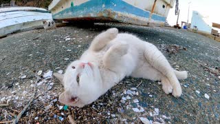 舟の下にいた野良猫がモフられにきた