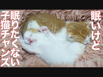 保護預り子猫、睡魔との闘いで驚異の粘りを見せる