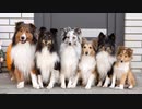 動画勢ですがベルガ乗ります3