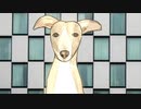 閃光する犬