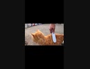 保護してほしいと足に絡んで猫語で訴える野良猫#Shorts【野良猫】【感動猫】