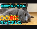 【ねこ】○○病と発覚、測定不能の数値に愕然