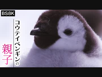人気の ぺんぎん 動画 1 631本 ニコニコ動画