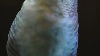 サザナミインコの鳴き声