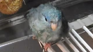 怠惰なインコの水浴び【サザナミインコ】