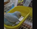 鳥の水浴びショートまとめ①