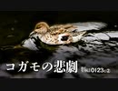 0123C【野鳥のケガ】コガモ羽に悲劇。カルガモ。オナガとヒヨドリの鳴き声。ウグイスの糞とアオジ。ジョウビタキのオスとメス。セキレイ科の4種　#コガモ　#身近な生き物語　#鳥の怪我