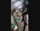 【祝】ADHDって診断された！【祝】