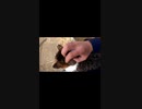ぼっちなおっさんが野良猫を膝の上に・・・#Shorts【野良猫】【感動猫】