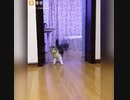 ホモと見る　飼い主が見えない壁飛び越えた時の猫