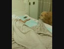 ホモと見る　寝落ちした後に布団をかけてくれる優しいワンコ