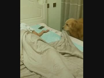 ホモと見る　寝落ちした後に布団をかけてくれる優しいワンコ