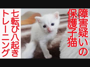 障害疑いの保護子猫、七転び八起きの歩行トレーニング