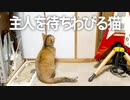 お父さんの帰りを居間でそわそわしながら待つ猫