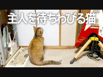 お父さんの帰りを居間でそわそわしながら待つ猫
