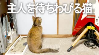 お父さんの帰りを居間でそわそわしながら待つ猫