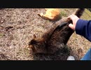 ぼっちなおっさんが猫のケツを叩くと！？【野良猫】【感動猫】