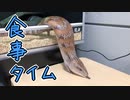 食事しにくるアオジタトカゲ