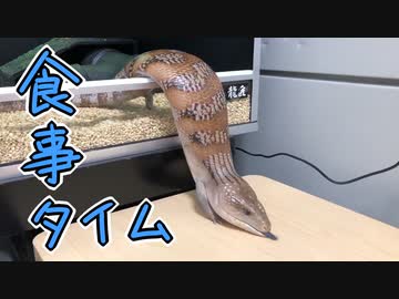 食事しにくるアオジタトカゲ