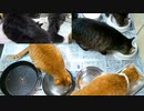今週のおやつ（本隊）【蒼民家の猫々】