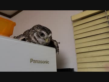 やる気のあるフクロウ（FY2022）