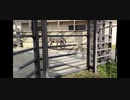 フンをチェックする1匹のシマウマ [京都市動物園 体験](2021/11/6)