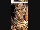 ねこじゃすりでキマるキジトラ猫#Shorts【野良猫】【感動猫】