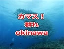 カマスの群れ！ドリフトダイビング沖縄