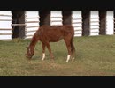 アグネスデジタル放牧中　（2021年11月　十勝軽種馬農協種馬所）