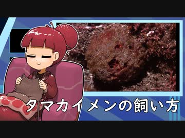 タマカイメンの飼い方【アクアリウム】