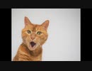 ニコニコプレミアムDAYもうちょっとなんとかできなかったのだろうか！