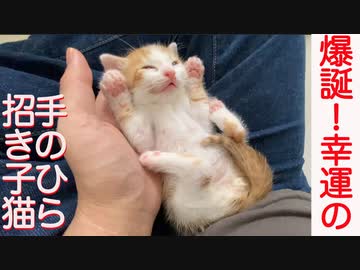 幸運の手のひら招き子猫、爆誕する