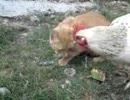 ホモと見る  ネズミをニワトリに盗られる猫
