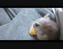 ハムスター飼いました。その128～2022年1月だよ!!体重測定だよ!!～