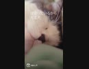 猫からのエールfeat.初音ミク(DEMO)