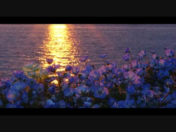 【オリジナル】Nemophila【ピアノ】
